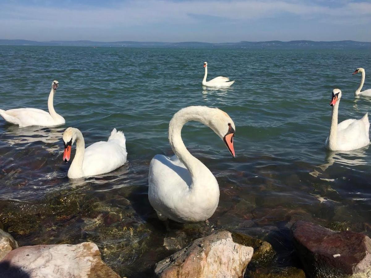 Zawia Apartman Daire Balatonföldvár Dış mekan fotoğraf