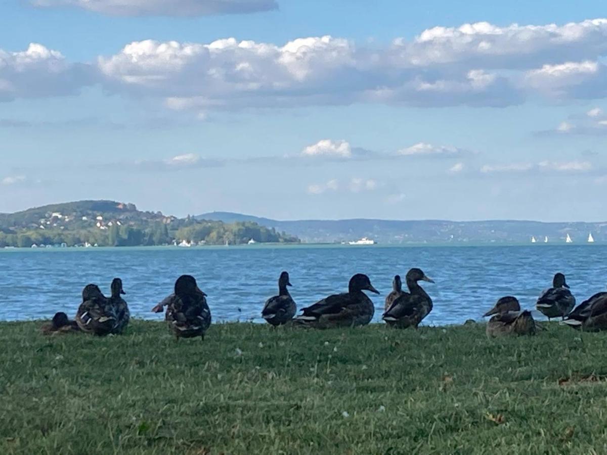 Zawia Apartman Daire Balatonföldvár Dış mekan fotoğraf